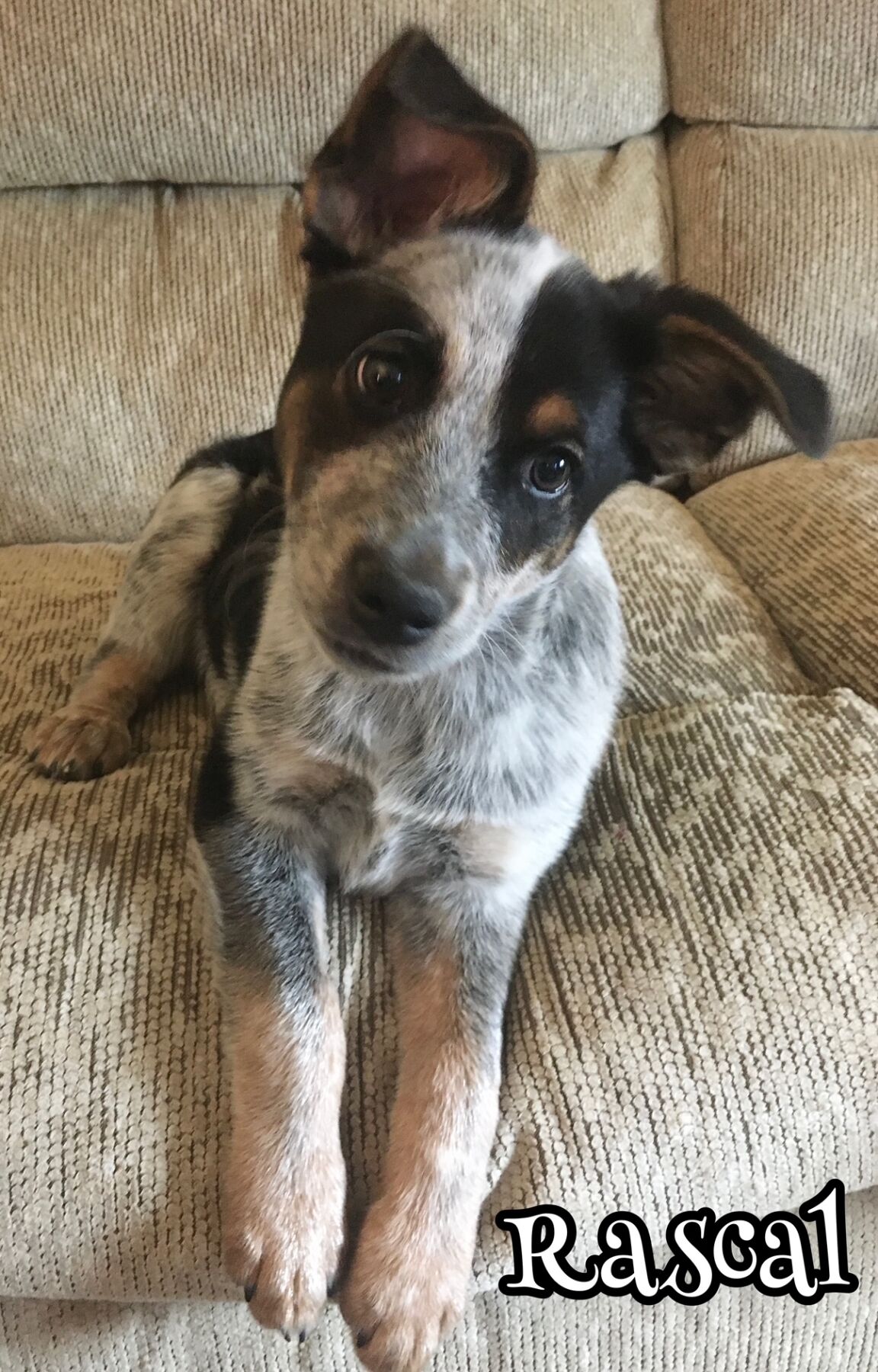 Rascal